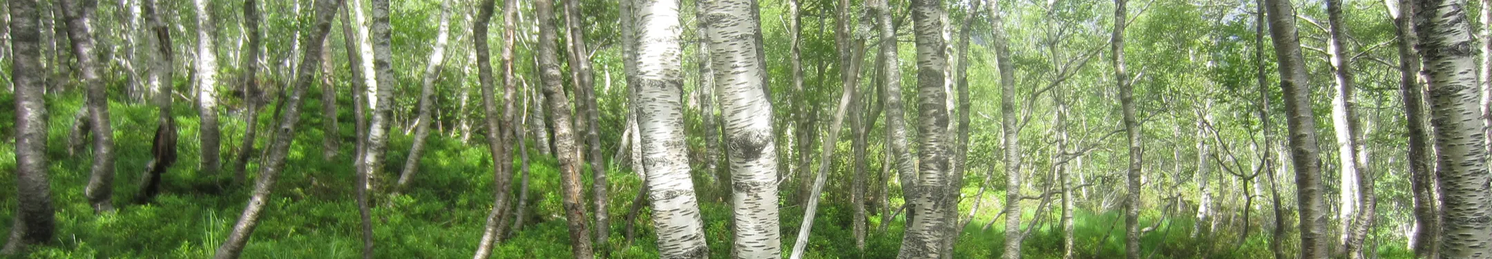 Profilbanner Hanna Scharf