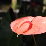 Galeriebild Mathias Jöhânnsén